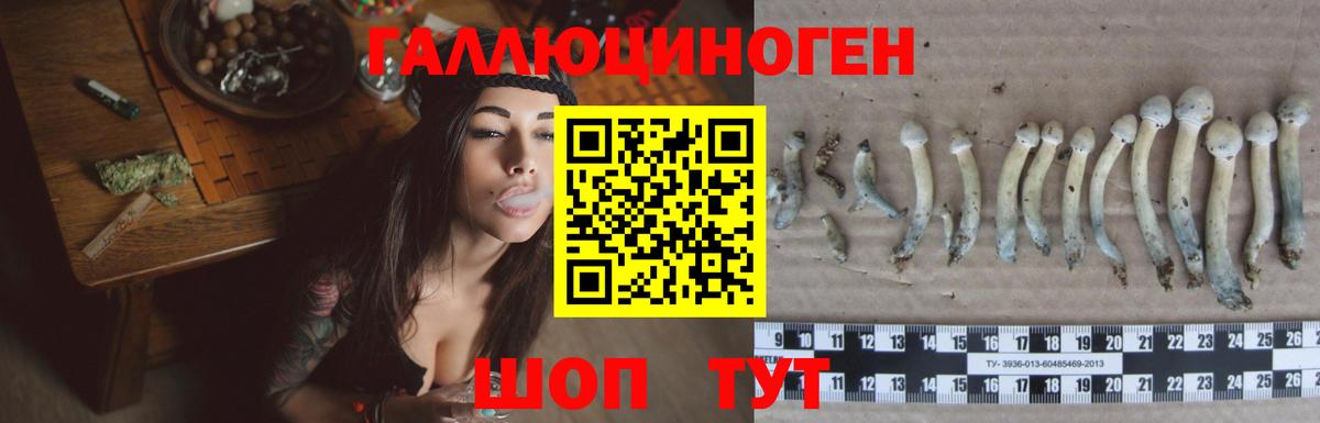 Псилоцибиновые грибы GOLDEN TEACHER  Галлюциногенные грибы Psilocybine cubensis  Богородск  Вход с VPN 